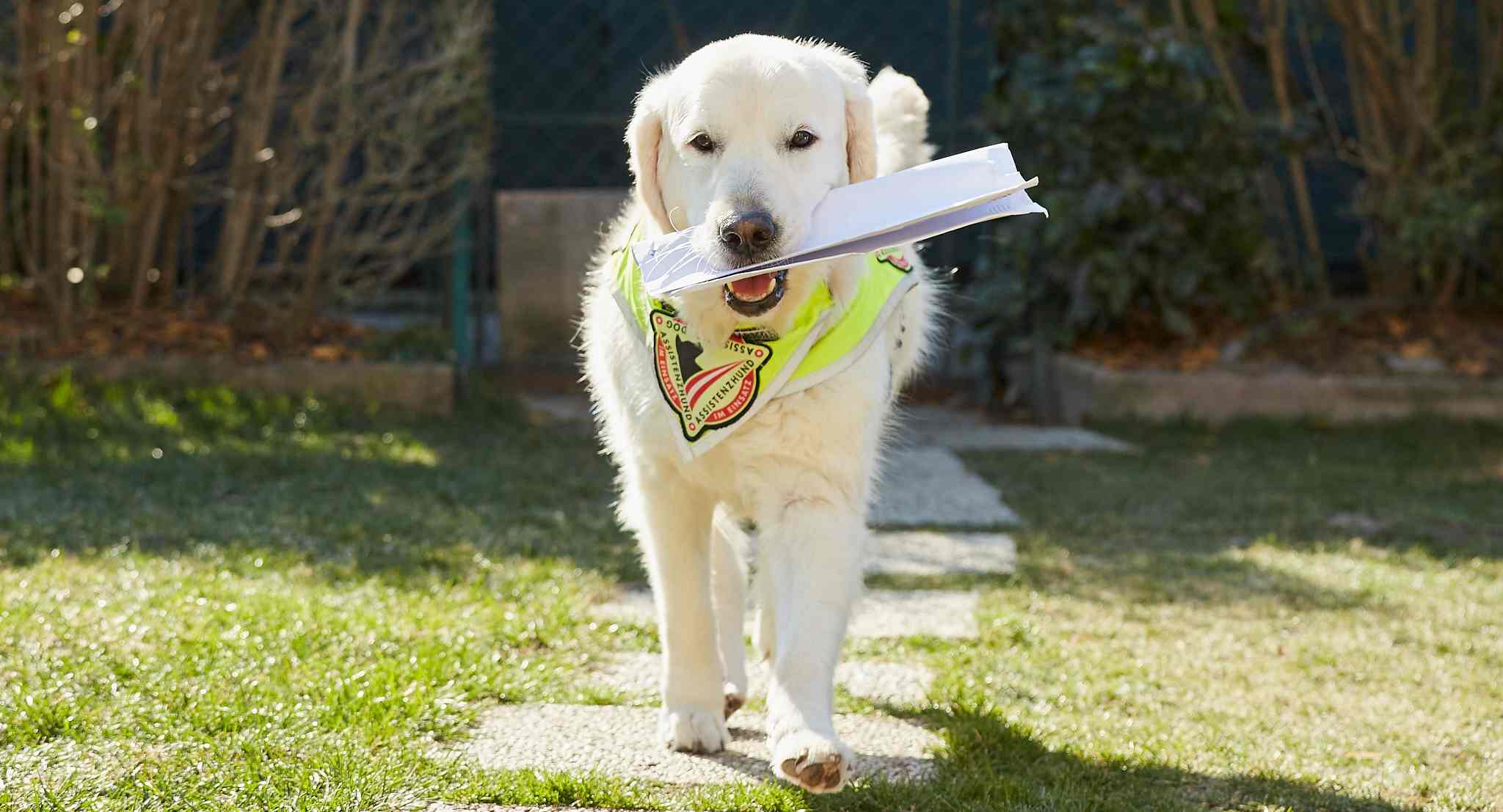 Gruppenbild von unser Fortbildungsveranstaltung „Work-Life-Balance beim Assistenzhund“ aus dem August 2022